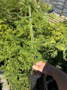 Cryptomeria Japonica 10 Plants