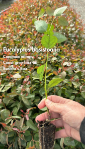 Eucalyptus Botryoides 10 Plants