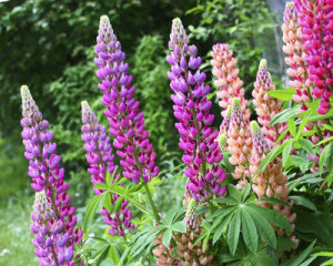 Lupin - Gallery Mixed
