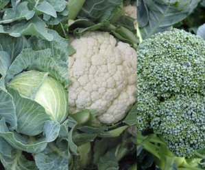 Mixed Veg 1 - Cabbage, Cauliflower, Broccoli