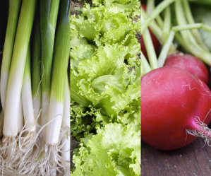 Mixed Veg 3 - Spring Onion, Lettuce, Radish