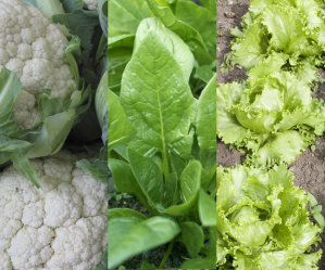 Mixed Veg 7 - Cauliflower, Spinach, Lettuce