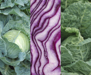 Cabbage Mix - Golden Acre, Red, Savoy