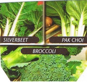 Mixed Veg - Silverbeet, Pac Choi, Broccoli