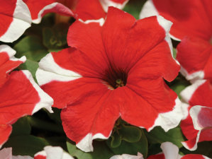 Petunia - Frost Red