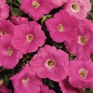 Petunia - Pink
