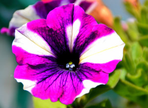 Petunia - Primetime Violet Star