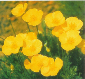 Poppy - Californian Sundew