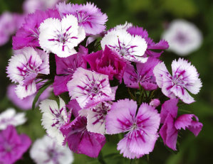 Sweet William - Tall Mixed