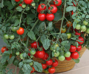Tomato - Cherry Hanging Basket