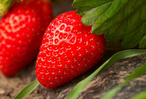 Strawberry - Ventana