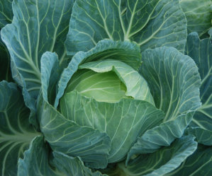 Cabbage - Hybrid