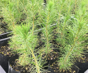 Pine Tree - Radiata Pine