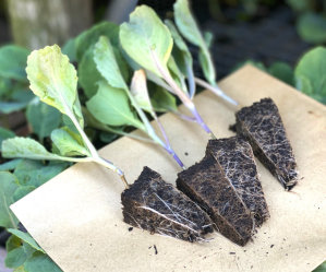 (MEGA) Cabbage Hybrid 100 Plants