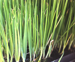 (MEGA) Spring Onion 200 Plants