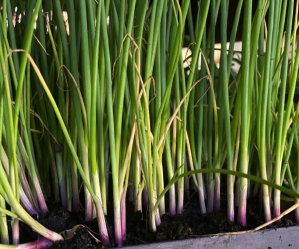 (MEGA) Red Spring Onion 200 Plants