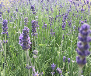 Mega Lavender Munstead 100 Plants