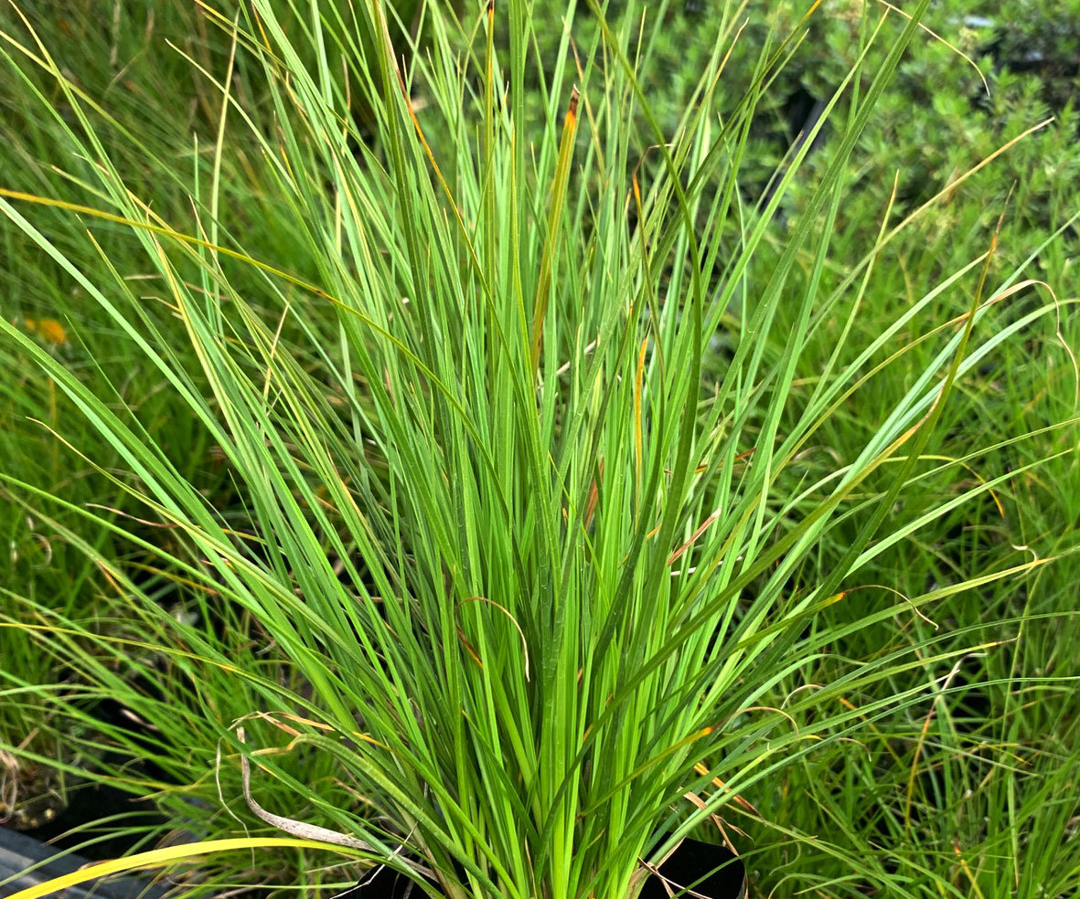 Carex secta - Awapuni Nurseries