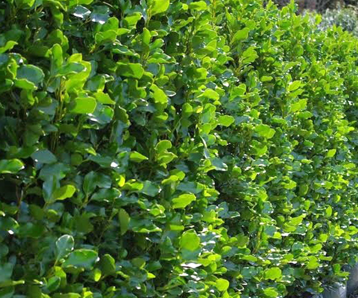 Griselinia Awapuni Nurseries