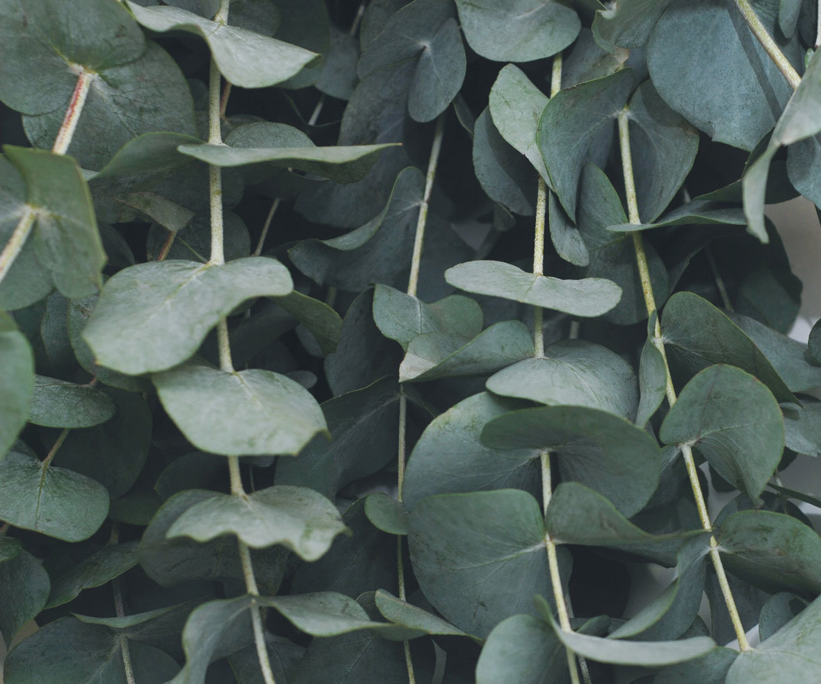 Eucalyptus Baby Blue - Awapuni Nurseries