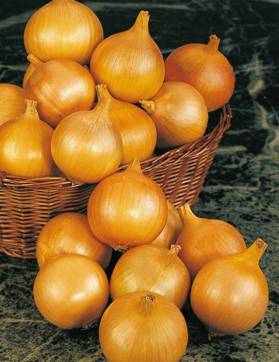 Onion Pukekohe Longkeeper NZ Line Seeds Awapuni Nurseries