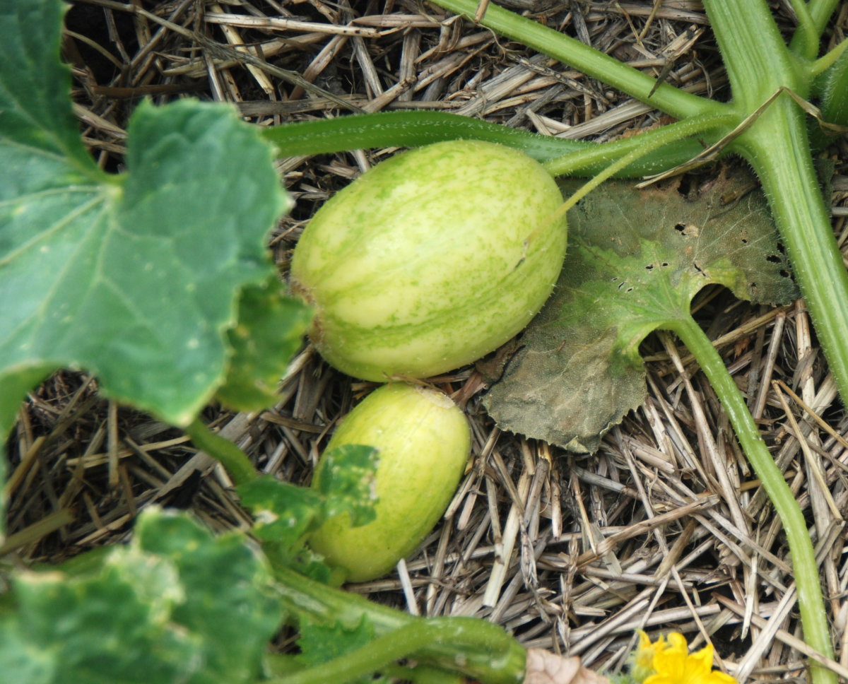 Cucumber Apple Awapuni Nurseries