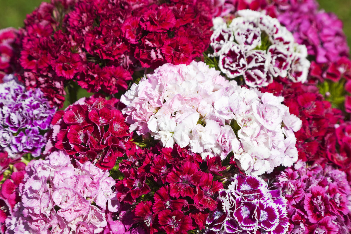 Гвоздика бородатая Dianthus barbatus