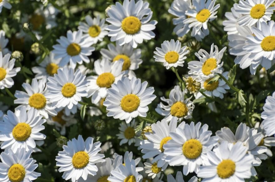 Chrysanthemum Snowland Awapuni Nurseries