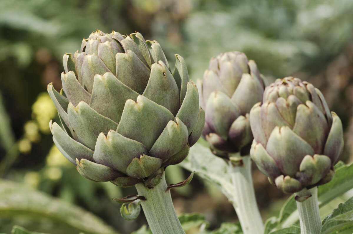 Artichoke - Imperial - Awapuni Nurseries