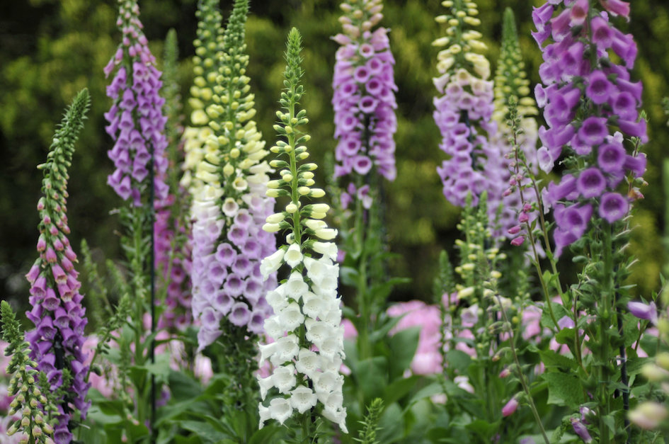 Foxglove - Mixed - Awapuni Nurseries