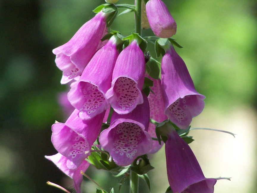 Foxglove - Lavender - Awapuni Nurseries