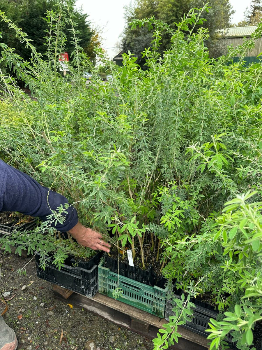 Tree Lucerne - 28 Plants - Awapuni Nurseries