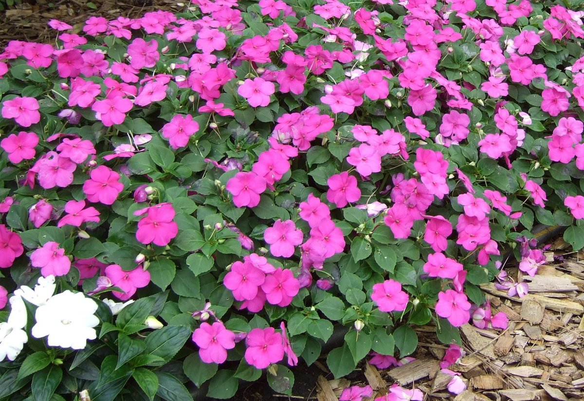 Impatiens Lilac Awapuni Nurseries