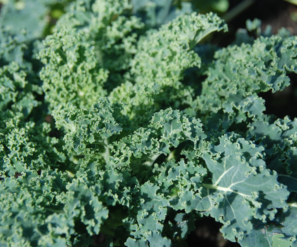 Kale - Awapuni Nurseries