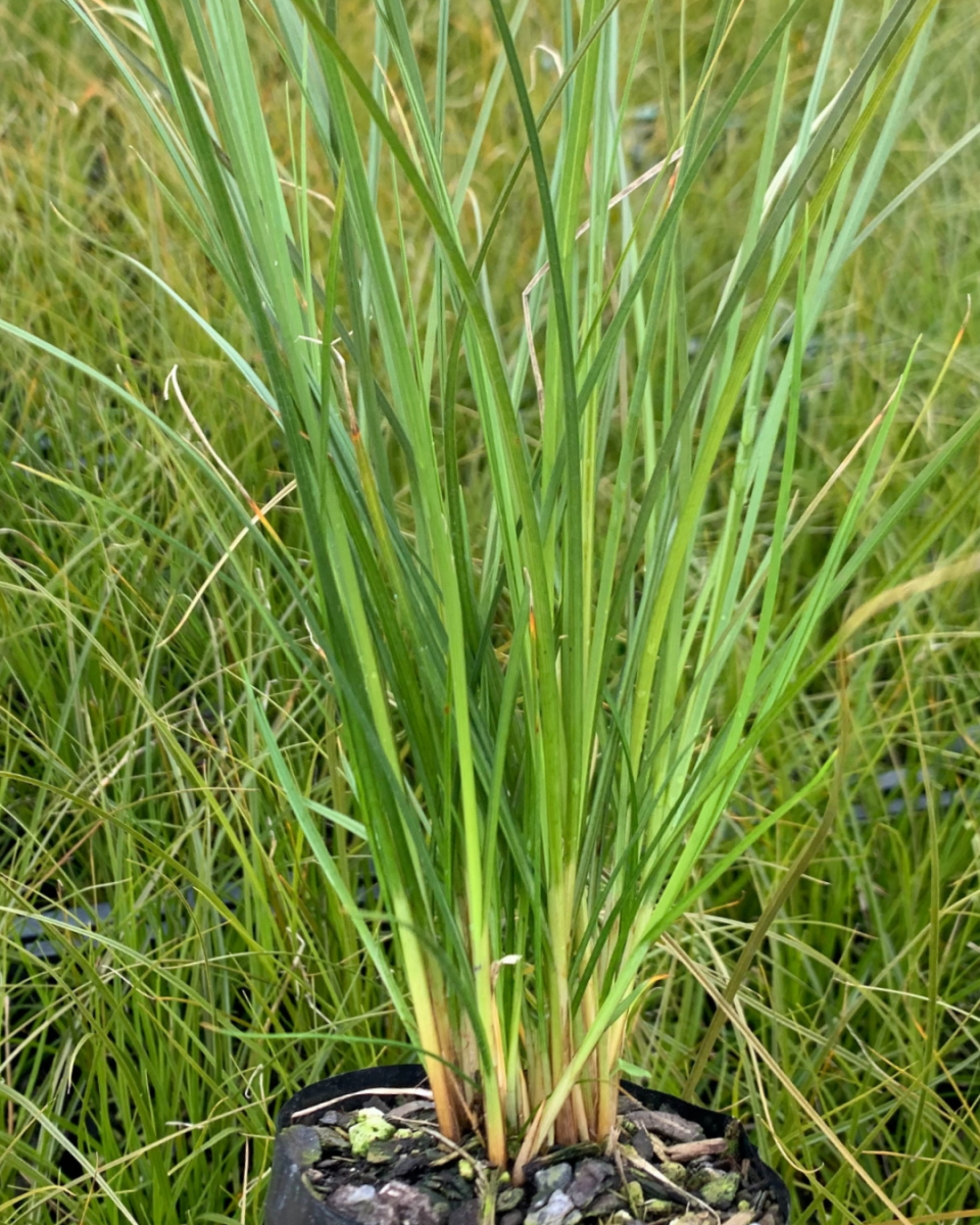 Secta Plant Carex Secta 12 Plants Box - Awapuni Nurseries