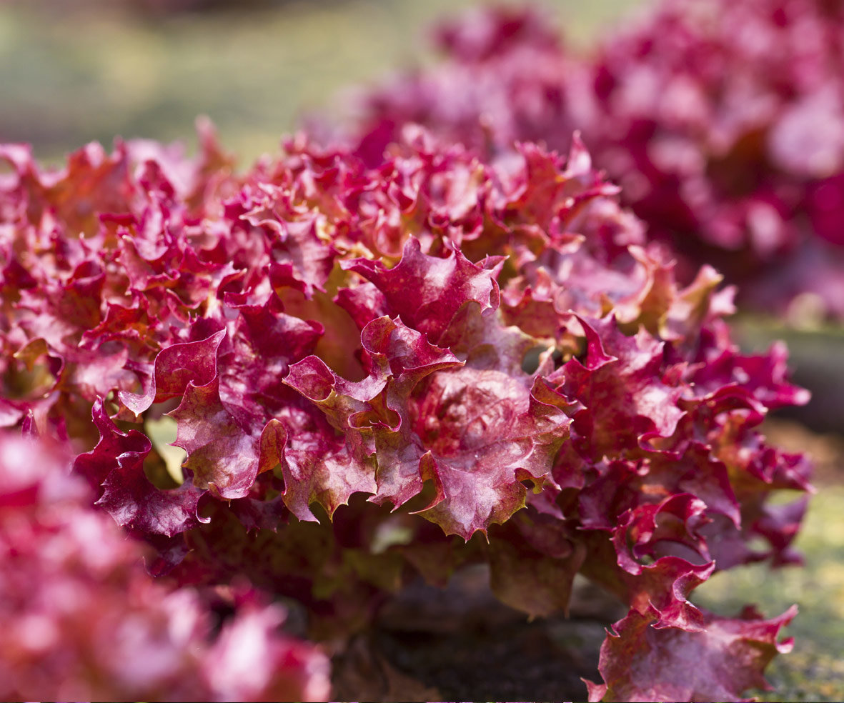 Lettuce Red Awapuni Nurseries