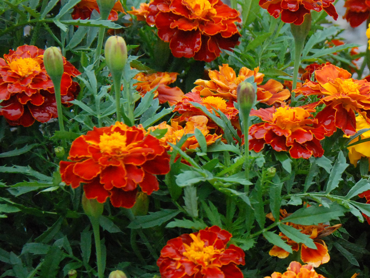 Marigold - Dwarf Red - Awapuni Nurseries