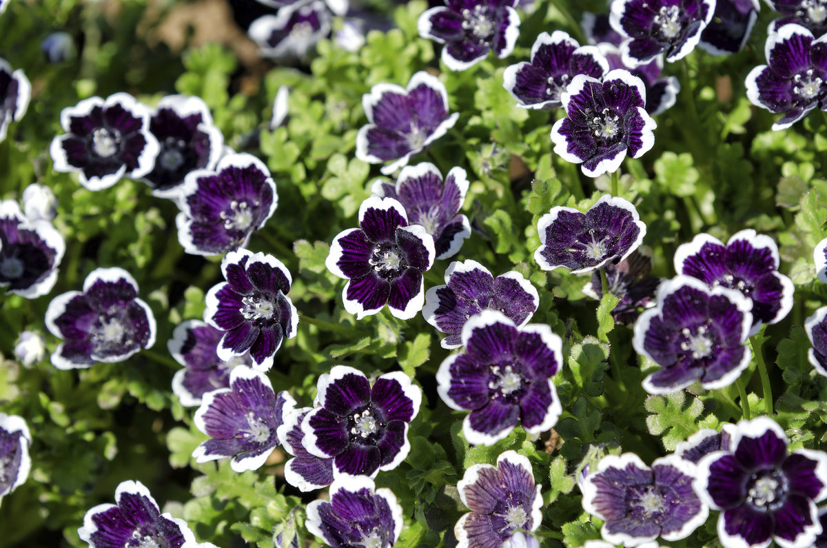 Nemophila Black Penny Nemoblk Awapuni Nurseries New Zealand