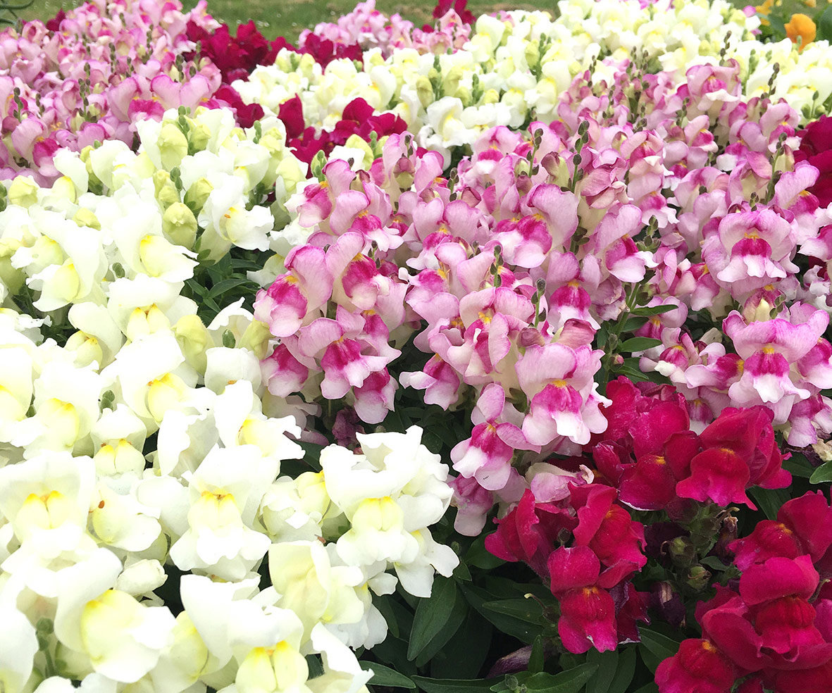 Antirrhinum Snapshot Merlot Mix Awapuni Nurseries