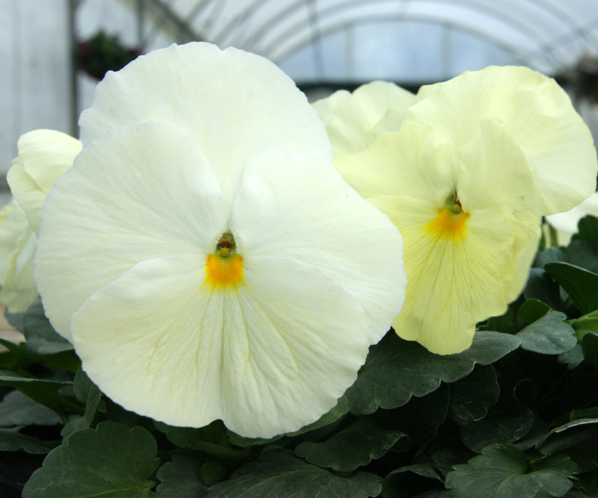 Pansy Frost Lemon Awapuni Nurseries