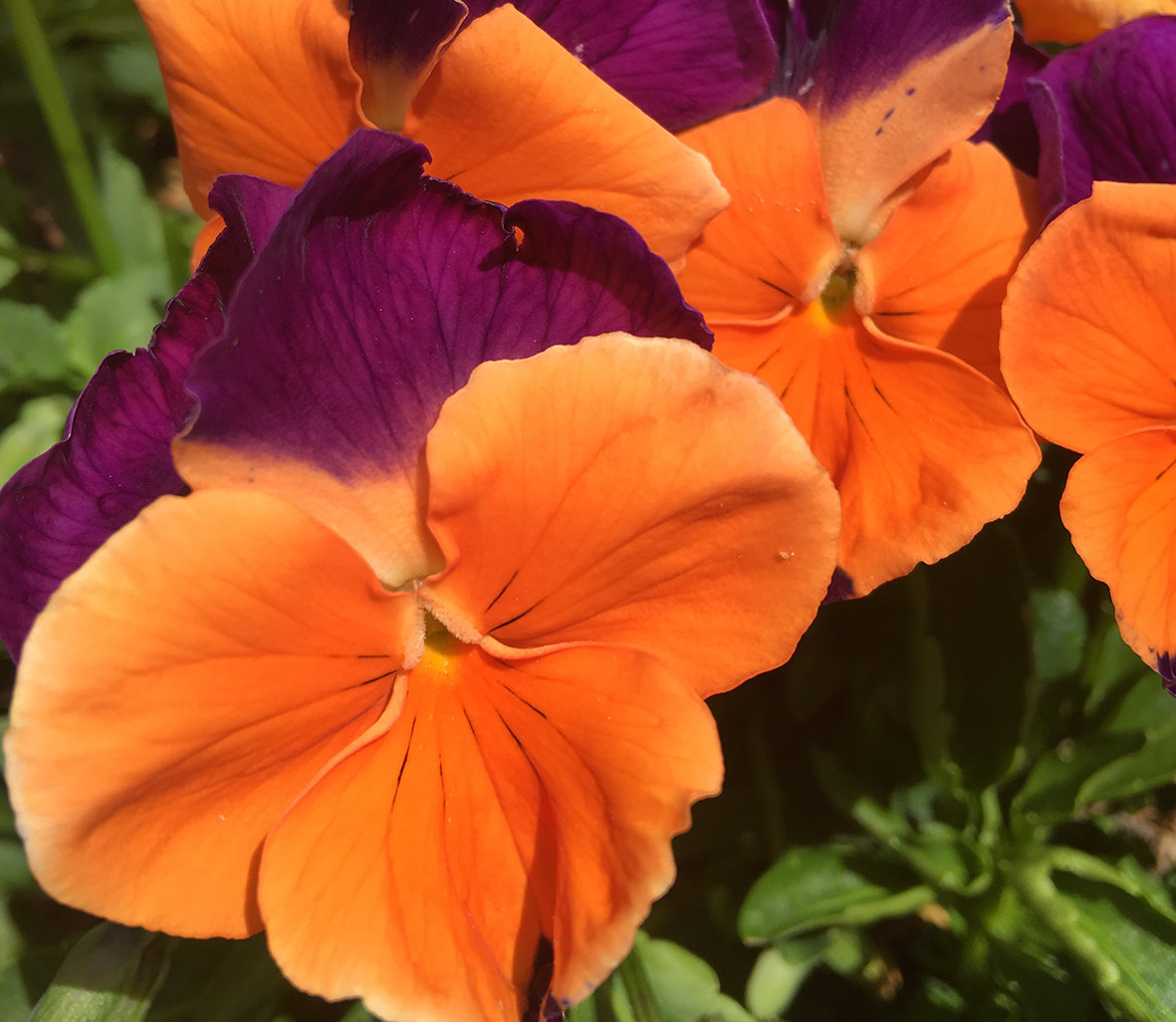 Pansy Jolly Joker Awapuni Nurseries