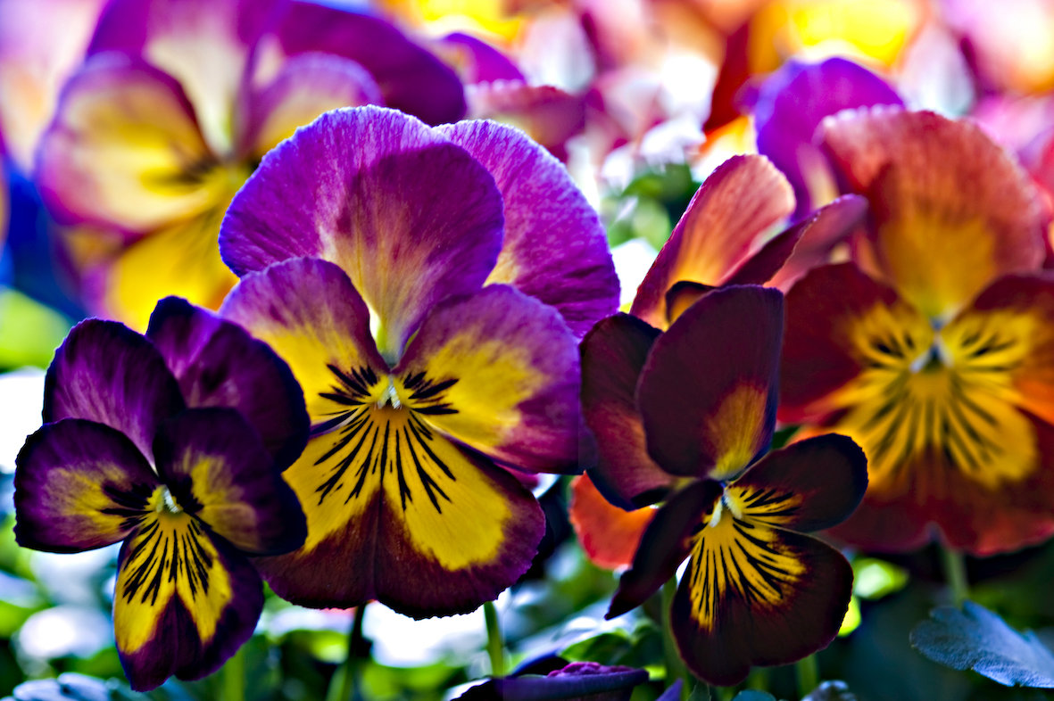 Pansy - Velvet Mixed - Awapuni Nurseries