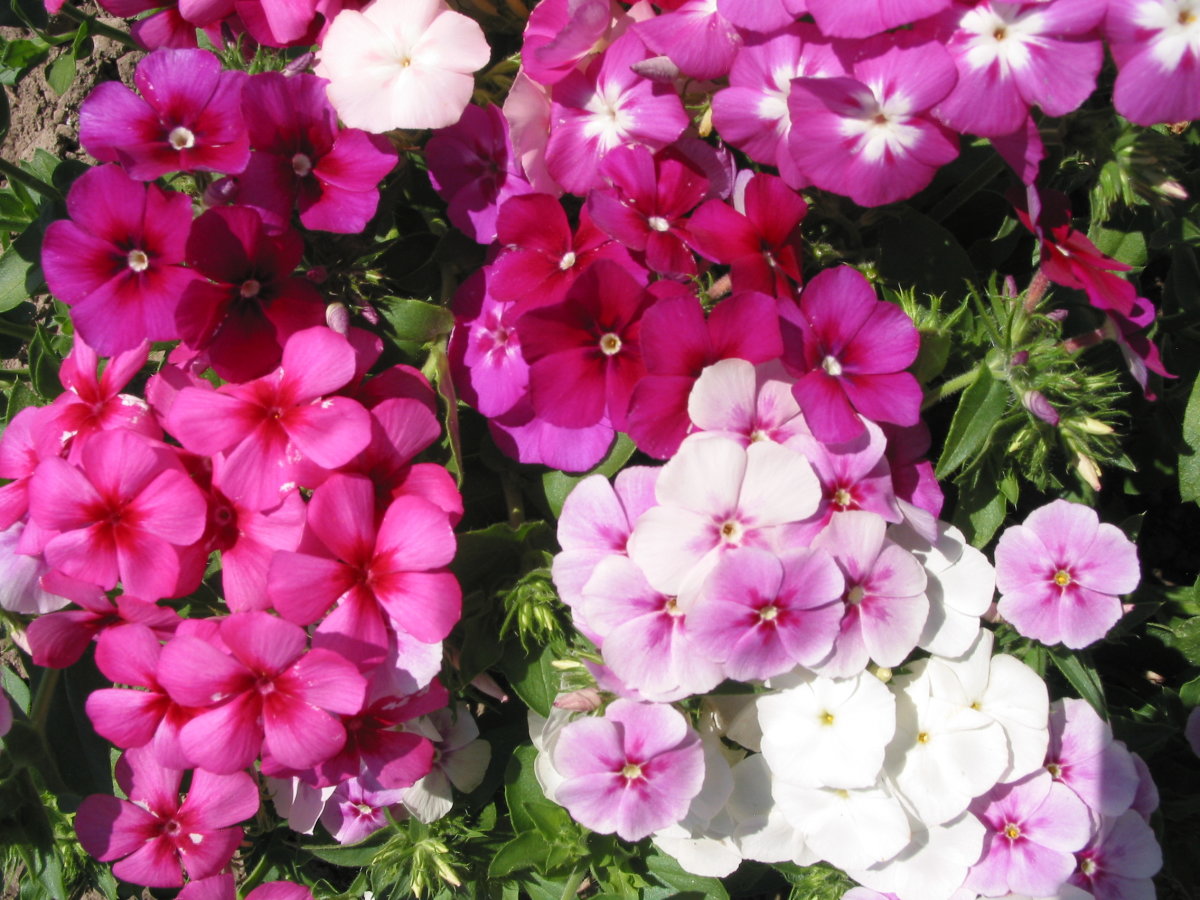 Phlox - Art Shades - Awapuni Nurseries