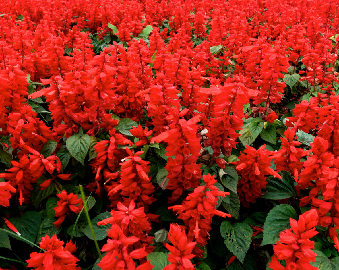 Salvia - Red Dwarf - Awapuni Nurseries