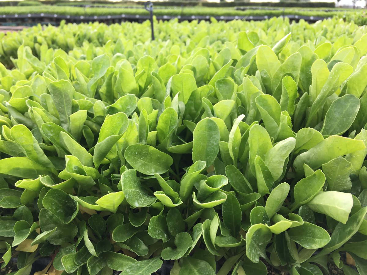 Spinach Perpetual Awapuni Nurseries