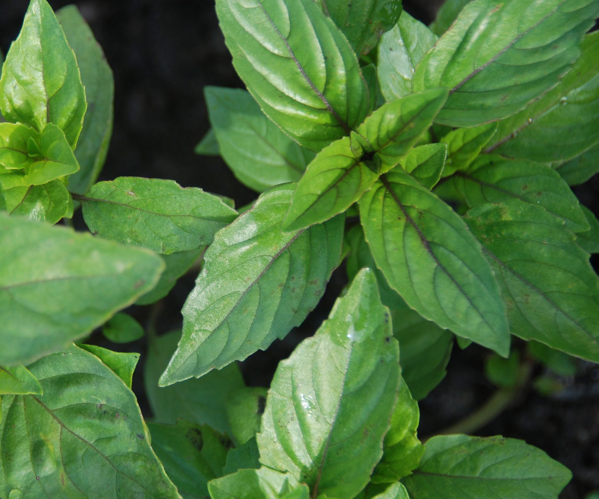 Basil Cinnamon Awapuni Nurseries