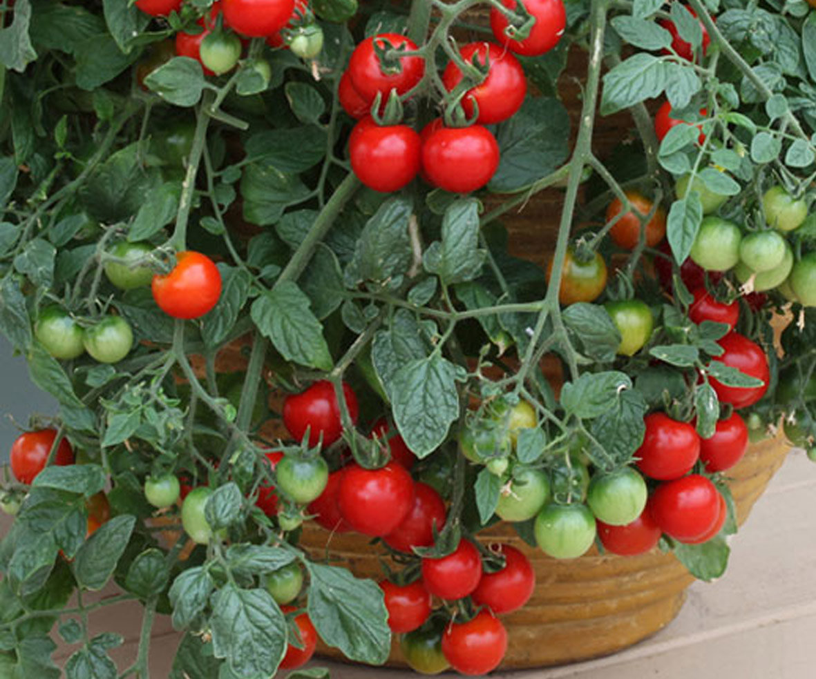 Tomato Cherry Hanging Basket Awapuni Nurseries