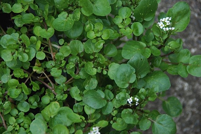 Water Cress - Awapuni Nurseries