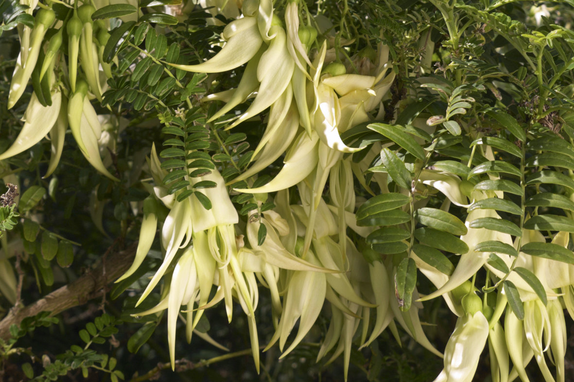 Kakabeak - White - Awapuni Nurseries