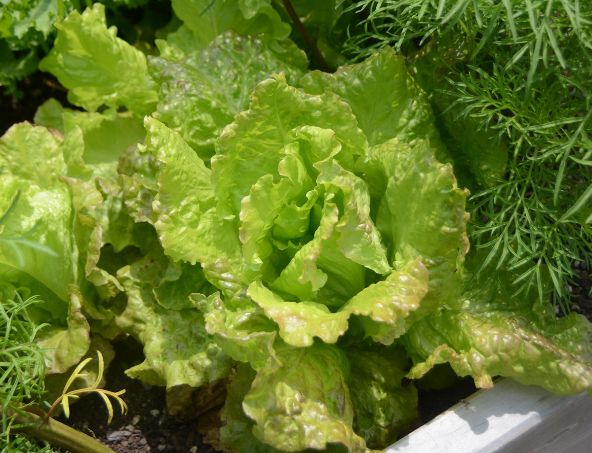 Lettuce - Drunken Woman - Awapuni Nurseries